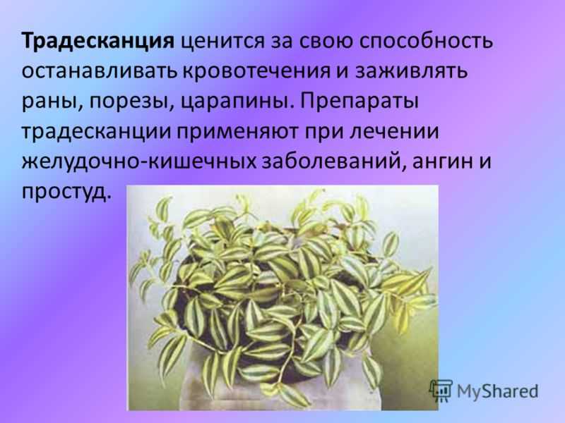 Традесканция комнатная