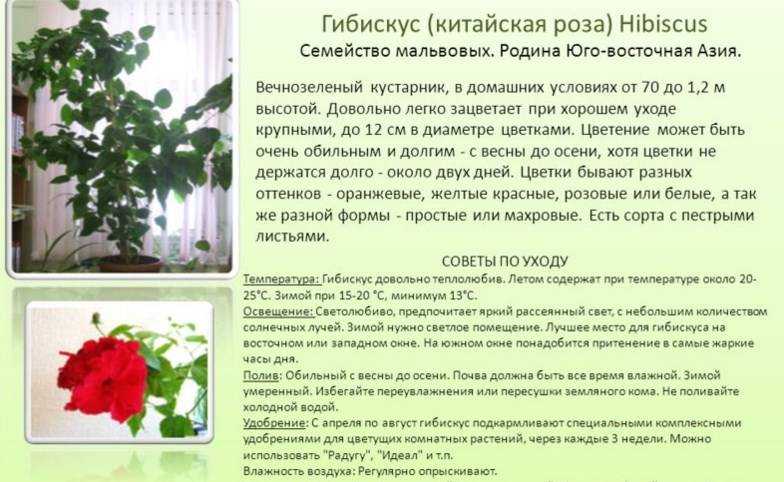 Кустовая роза в горшке: уход в домашних условиях и выращивание комнатного цветка, описание и виды, болезни и вредители, а также как правильно размножить?