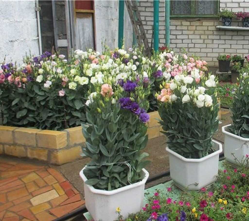 Многолетняя эустома – посадка и уход за цветком во всех подробностях с фото