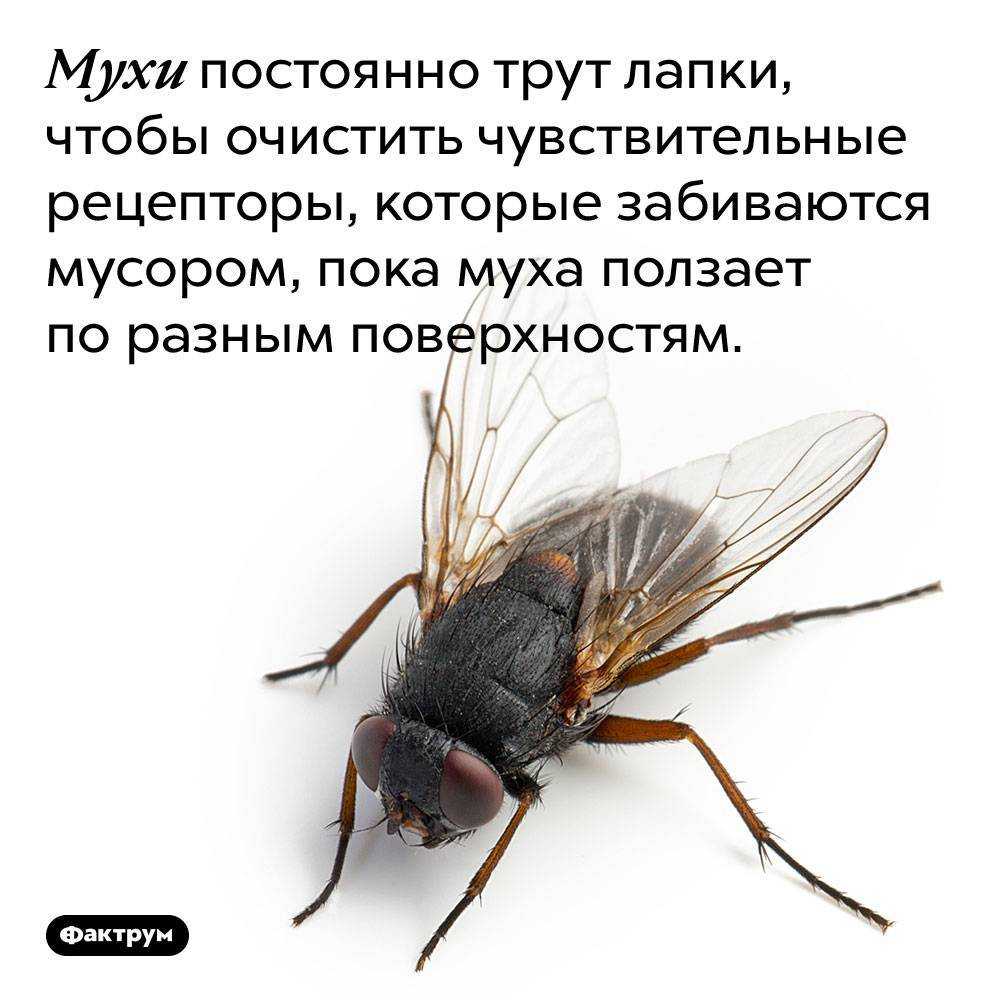 Зачем нужны в природе мухи, вред и польза