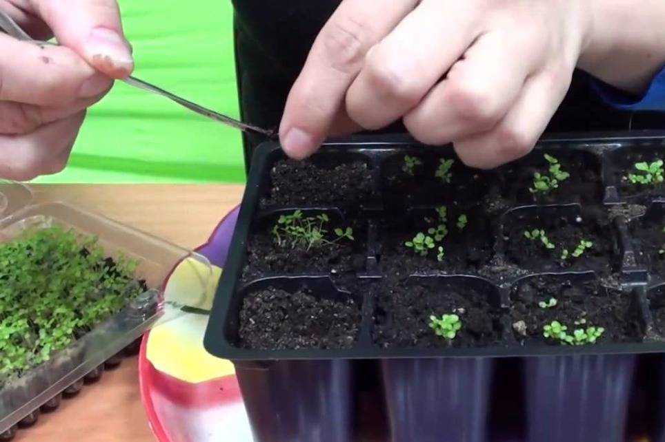 Многолетняя и однолетняя лобелия. секреты выращивания