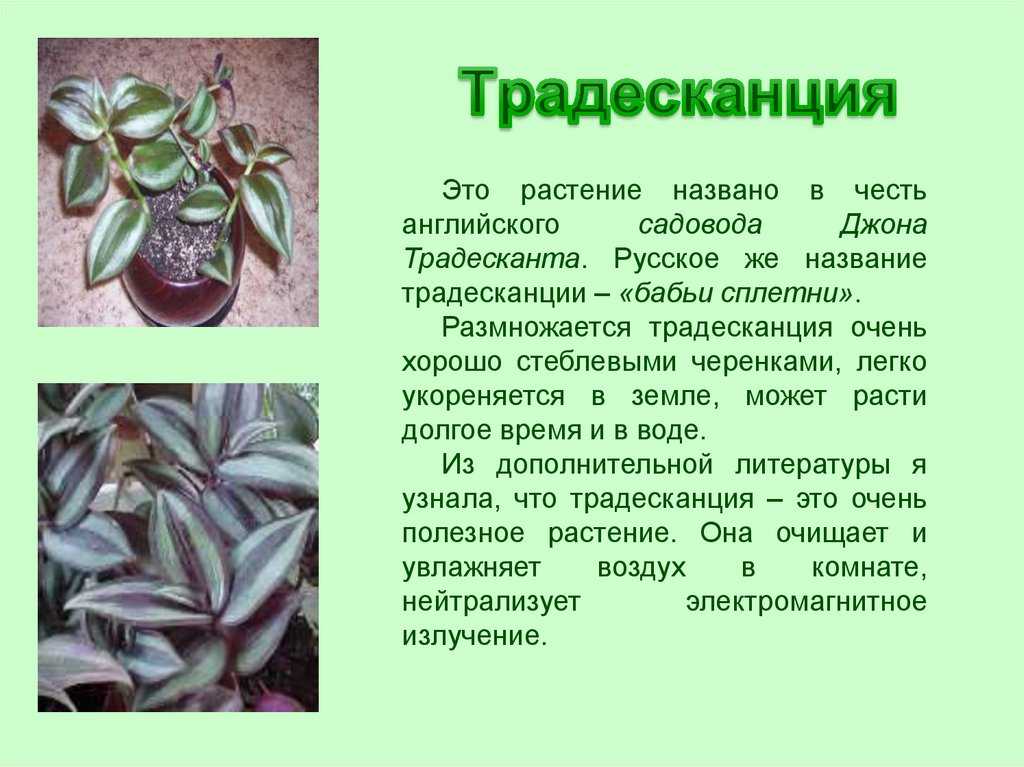 Традесканция: размножение и уход в домашних условиях, описание и фото сортов комнатного цветка: зебрина, мелколистная, нанук, белоцветковая, покрывальчатая, виргинская