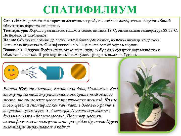 Маранта: уход в домашних условиях, размножение, пересадка, фото