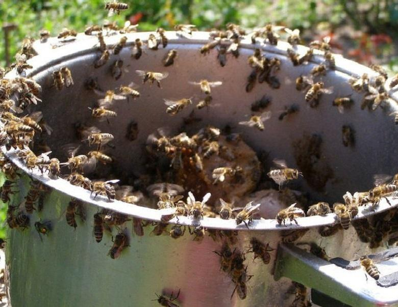 Как бороться с осами на даче даже в недоступном месте