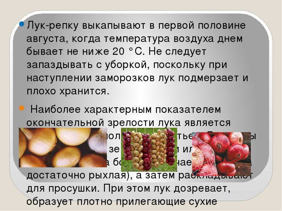 Как хранить лук зимой в домашних условиях, лучшие сорта лука для хранения, правила сбора и болезни