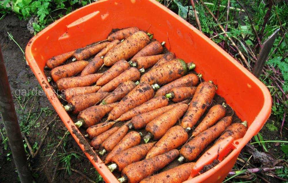 Как хранить морковь без погреба до весны